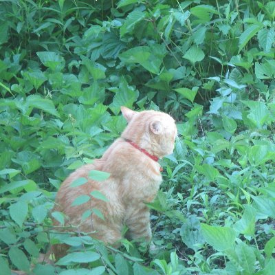 madeindefiance's profile picture. Recovering journalist turned fork lift operator. Want left-liberal politics to be popular. Third-generation Yankees fan in the Midwest.