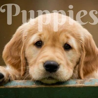 PuppiesIover Profile Picture