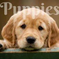 Puppies 🐶(@PuppiesIover) 's Twitter Profile Photo