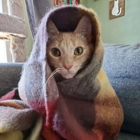 Cat mama(@peacenlovencats) 's Twitter Profile Photo