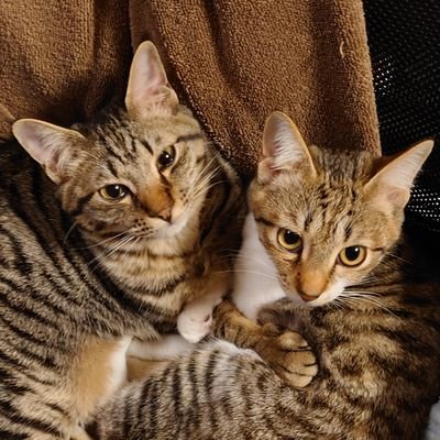 2021年5月生まれのきょうだい猫。
優しく繊細ななオス猫リオン。
勝気な抱っこ猫メス猫サラ。
2021年7月に保護され、11月から縁あって家猫になりました。