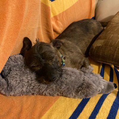 PunguinWizard's profile picture. 