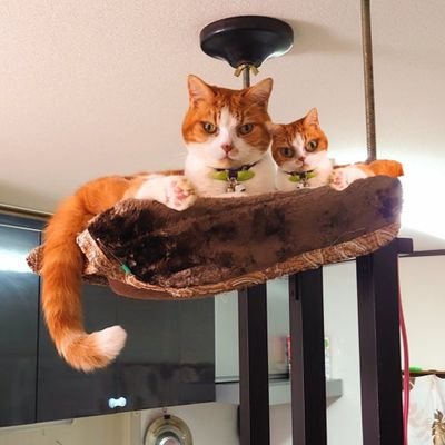 立ち耳スコのマロン♂(🎂2/24生まれ)とキジ猫のイチ♂(🎂たぶん8月生まれ)と暮らしてます😻
マロンはヤクザ顔なのにビビリな甘えん坊❤
イチは『寝る→ご飯→寝る→ご飯』を毎日飽きずに繰り返すイケニャン💕
可愛くておバカな日常の姿をたくさんUPするので皆さんよろしくにゃぁ(ΦωΦ)✨