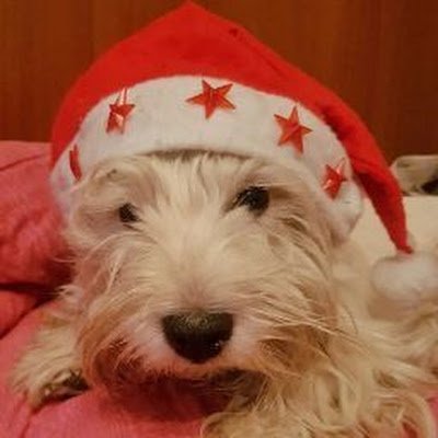 SimonaR81536486's profile picture. 