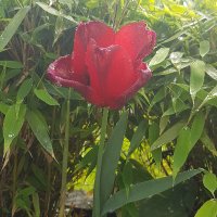 Vrede (@vredenbre1) 's Twitter Profile Photo Vrede (@vredenbre1) 's Twitter Profile Photo