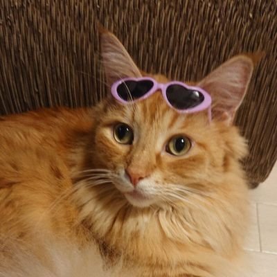 romimamasaan's profile picture. 猫・食・笑う事が生きる為の3大要素🐈