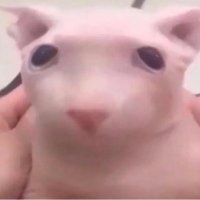 fAffY (@f4ffyy) 's Twitter Profile
