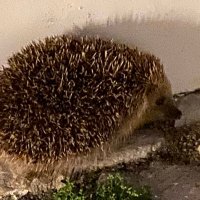 HĂ©rissonđïž (@lusoherisson) 's Twitter Profile Photo HĂ©rissonđïž (@lusoherisson) 's Twitter Profile Photo
