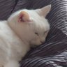 m_moropy's profile picture. ♥️文具♥️猫♥️