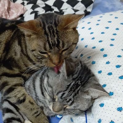 金時♂ 白い方 尻尾が太くていつもピンと伸ばしてます。
茶々丸♂ 茶色い方
甘えん坊で超ビビり体質で、子猫にも最初は勝てません。
YouTubeを始めました。「だる猫たちの日常」ちゃんねる登録お願いします。
https://t.co/3pn6Wjbole