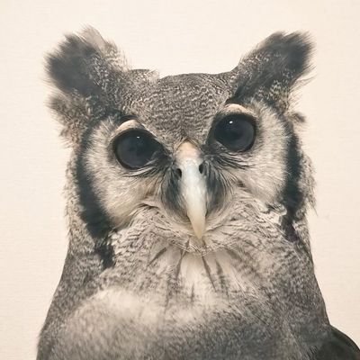 rate_owl Profile Picture