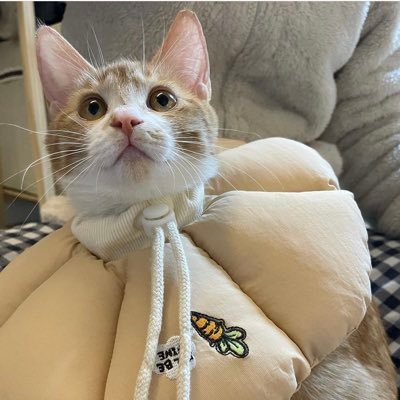 17qcoさんのプロフィール画像