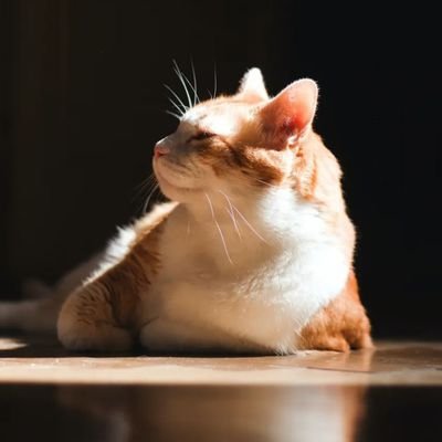 HakdogBig13's profile picture. 