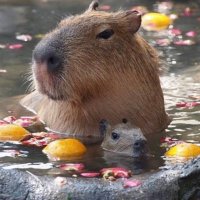 🐗(@CapybaraDaily) 's Twitter Profileg