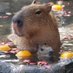 ๐ (@capybaradaily) Twitter profile photo ๐ (@capybaradaily) Twitter profile photo
