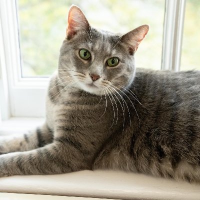 Willow Biden, Catmander-In-Chief, Ret. Profile