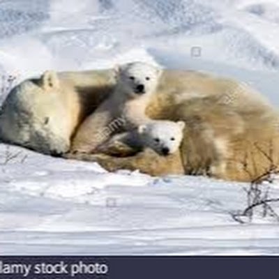 Polarbarscool's profile picture. im cool