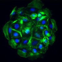 Connelly Lab (@connellybioeng) 's Twitter Profile Photo Connelly Lab (@connellybioeng) 's Twitter Profile Photo