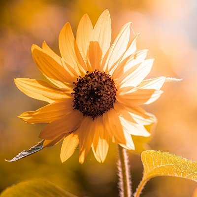 Spherical_Cloud's profile picture. Hi, I'm Alex and I like to live out my hobby of photography. I am happy to share my experiences with the community.