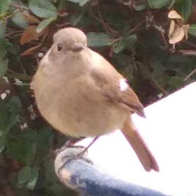 JDCjoI4Pcwsov2Z's profile picture. 主にドラマの感想をつぶやいています。動物、鳥も好き。政治、社会問題のリツイートが多いです。(チェックしきれないので、基本フォローバックしていません)