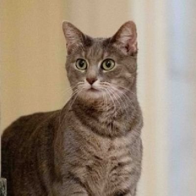 Toonces_WH's profile picture. He drives around, all over the town. Toonces the Biden cat.