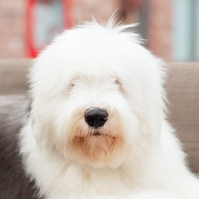 Fuzzy past. Fuzzier future.
#OldEnglishSheepdog #OES