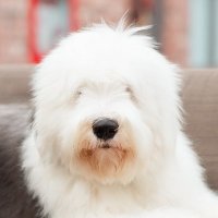 Archibald Fuzzface Jr. (@fuzzfacejr) 's Twitter Profile