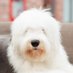 Archibald Fuzzface Jr. (@fuzzfacejr) Twitter profile photo Archibald Fuzzface Jr. (@fuzzfacejr) Twitter profile photo