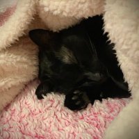 Darling Salazar ♡ (@darlingsalazarr) 's Twitter Profile Photo