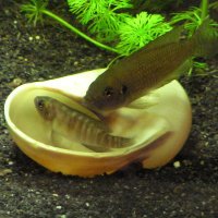 Inspired Aquariums (@inspiredaquaca) 's Twitter Profile Photo Inspired Aquariums (@inspiredaquaca) 's Twitter Profile Photo