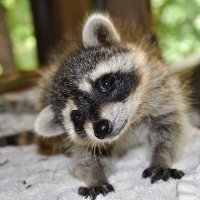 the tiny raccoon(@thetinyraccoon) 's Twitter Profile Photo