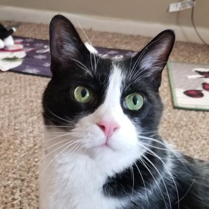 CharlieRoo6's profile picture. Loved My Charlie❤ for 7 1/2 yrs. He went over the rainbow Sept 8th 2022.💔🕊🐾  
My Birdie chose me Oct 2022😽💕🥰
I love😺🐿🌳🐦🦋🌼🐸🐕🐑🌲🦌🍁📚📷🎶