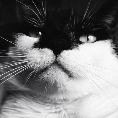 SilverthePhoeni's profile picture. Life sucks, the only things that can make me happy are my cat, ranboo, tubbo and fundy. 
I live off of coffee and memes