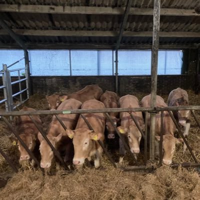 Blonde D’Aquitaine fokker | Paardenliefhebber | Auto en trekker fanaat | Passie voor techniek