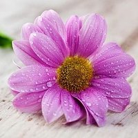 Aisha Hassan (@noniha66942411) 's Twitter Profile