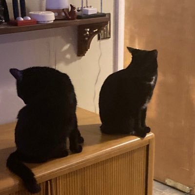 An account dedicated to the two black voids Rebar and Shuri. #BlackCats #Cats #AnimalRescue