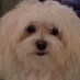 Debra Nordmeyer (@vintagefox23) Twitter profile photo Debra Nordmeyer (@vintagefox23) Twitter profile photo