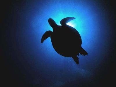 Unigame83's profile picture. 