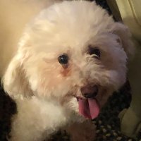 IHeartMyDoggy (@iheartmydoggy) 's Twitter Profile