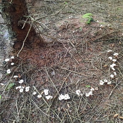 PBotanics's profile picture. fed up with globalism, technocracy and bs