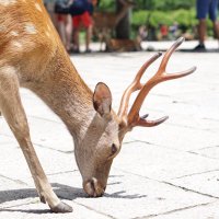 金熊@医編入受験生🔥 (@gbearstomed) Twitter profile photo