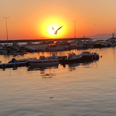 SdkaAnka's profile picture. 