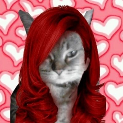 a spoiled kitty Cody OTRB 🌈 💔 we found a forever home an are so happy now :-) but i am still the boss..;-) #MICHKITTY LII sis snowy 🌈 slim 🌈 OTRB 💔💔🐾