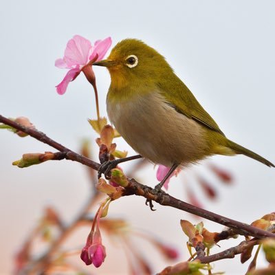 夫の地元FC東京、私の地元グルージャ盛岡、フットブレインきっかけでいわきFC応援してます。空気階段のラジオをきっかけにお笑いにドはまり中。寝てる時と美味しいものを食べてる時が一番幸せ♪