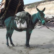 IndigoMule's profile picture. 