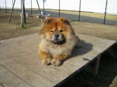 chowchowdog0701's profile picture. ツイッターデビュー  沖縄居酒屋＆ら～めん屋で働いています  現在ずっと大好きだった人と両思いになれラブラブ中(^^)