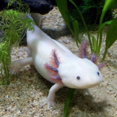 Um Axolote nascido no RS que ganhou consciência e se converteu ao Catolicismo.