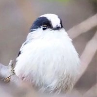 武蔵野の自然を生きる会 (@musashinoshizen) 's Twitter Profile
