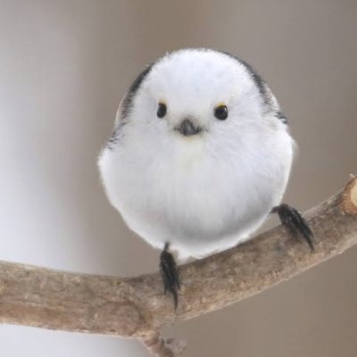 touri1217's profile picture. STPR BOYS、👟すにすて👟箱推しです✨
STPRファミリー総箱推し✨
だいくん🍸💛(@daiquiri_ch)/にしきくん❄️🤍
ゆたくん💙🎀/やしろさん🌙🏰/こあくん🌍
八雲れんさん(@renrenda501)/ハルとアキさん推しです✨

パニック障害持ちです。

成人済みです✨