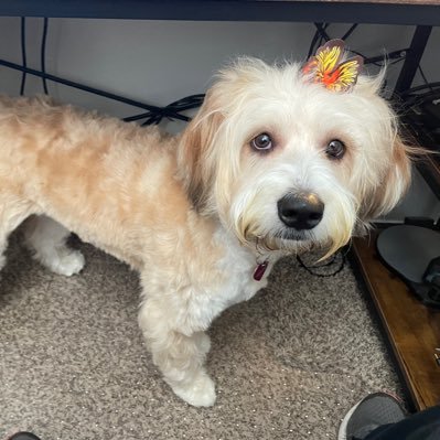 IuzzStef's profile picture. I VOTE Blue. And I tweet in a very thick New York accent. I REALLY love Elton John. Luv my Soaps. & I bleed PINSTRIPES . New York Yankees Rule 🥰